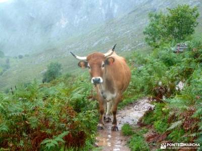 Corazón de Picos de Europa;grupo de gente para salir por madrid viajes comunidad de madrid para may